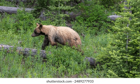 PG游戏的成功案例分析:从创意到实现的旅程 PG游戏的成功案例分析:从创意到实现的旅程