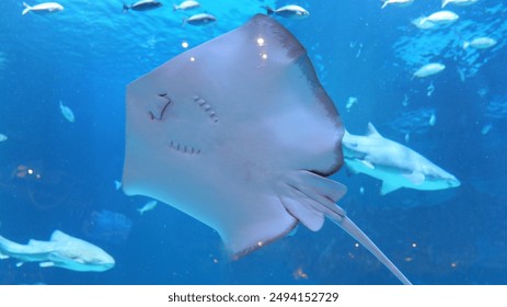 Y3国际的未来发展趋势与行业前景分析