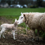 15开奖号最新公布,幸运数字揭晓时刻 5dorz3eztd