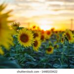 157开奖号码与中奖规律深度解析 ckku161rn0