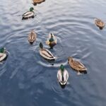 156期大乐透开奖结果揭晓,大奖花落谁家? n4p9hfl